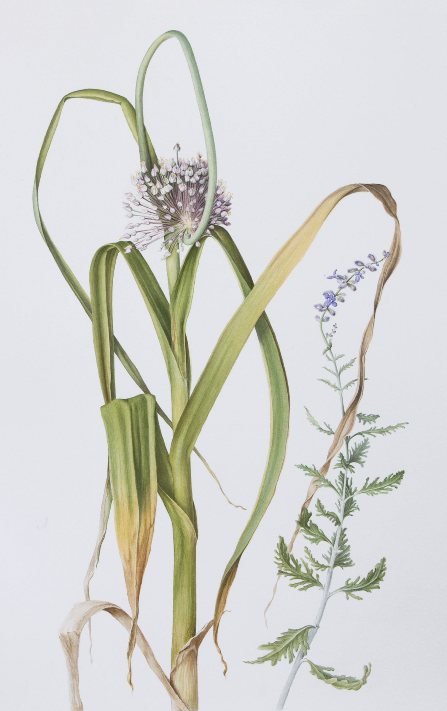 Sapanara_Goodnessandwisdom