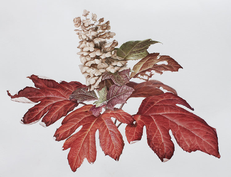 Oak Leaf hydrangea in fall