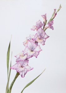 Sapanara_Gladiola