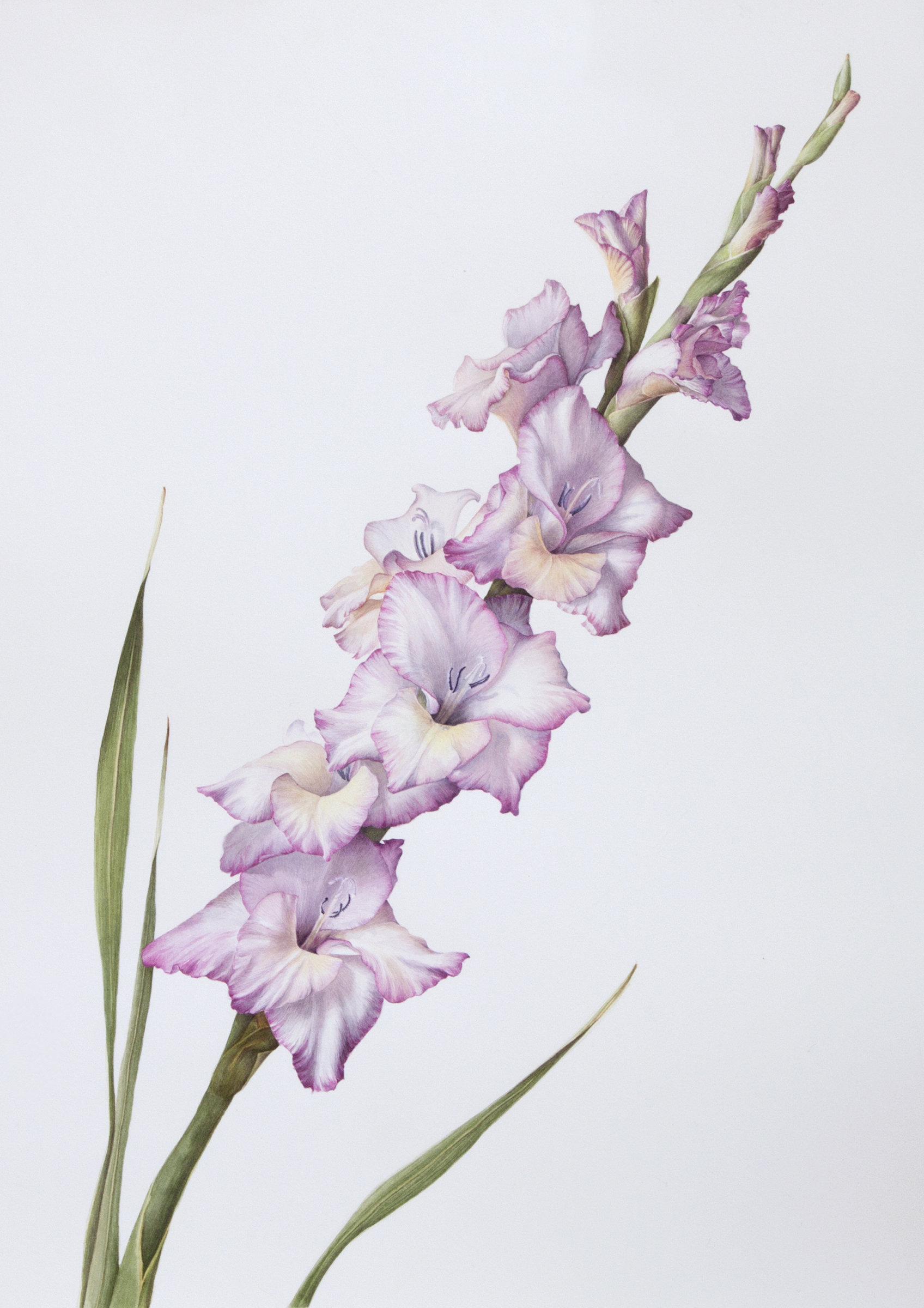 Sapanara_Gladiola